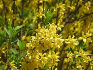 Forsythia_europaea804_123.JPG