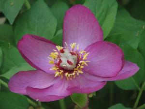 Paeonia_mascula804_396.JPG