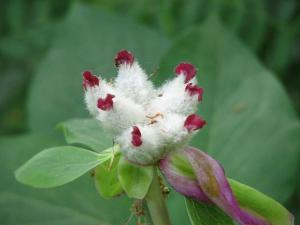 Paeonia_mascula804_399.JPG