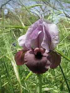 Iris804_495.JPG