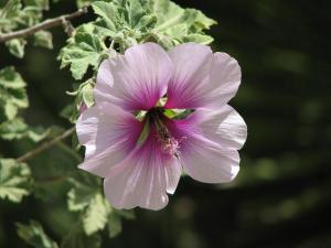 Lavatera_maritima804_414.JPG