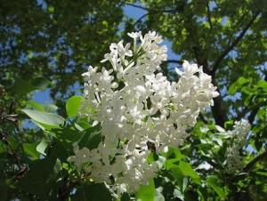 Syringa_vulgaris804_136.JPG