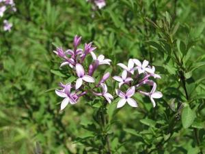 Syringa_afghanica804_370.JPG