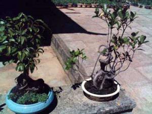 twdalat2.JPG