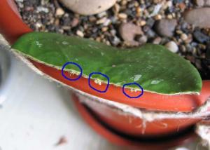 List_hoya_obovata_korny_1.jpg