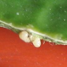 List_hoya_obovata_korny_2.jpg
